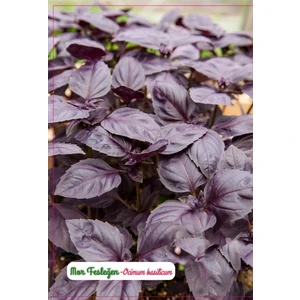 Agrodal Tarım Mor Reyhan Çiçeği Tohumu