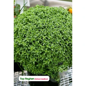 Agrodal Tarım Top Reyhan/top Fesleğen Çiçeği Tohumu
