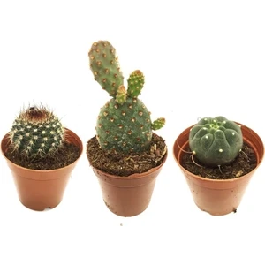 Çiçekçiyiz Biz  Kaktüs Sukulent  Özel 3lü Set Pörl