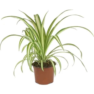 Chlorophytum Kurdele Çiçeği Saksıda 12 cm
