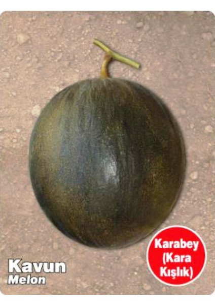 Ata Tohumu Yerli Kavun Karabey 100 Adet Tohum