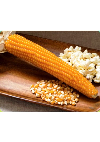 Patlak Mısır Popcorn Cin Mısır Tohumu 50 Adet Tohum