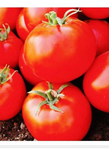 Doğal Standart Sofralık SC-2121 Domates 1000 Adet Tohum