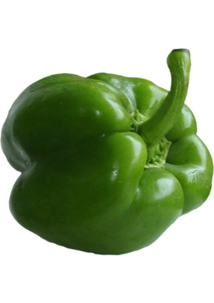 Kandil Dolma Biber Tohumu