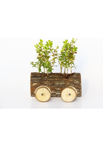 Ofis Bitkisi Buxus - Ahşap Araba Saksıda