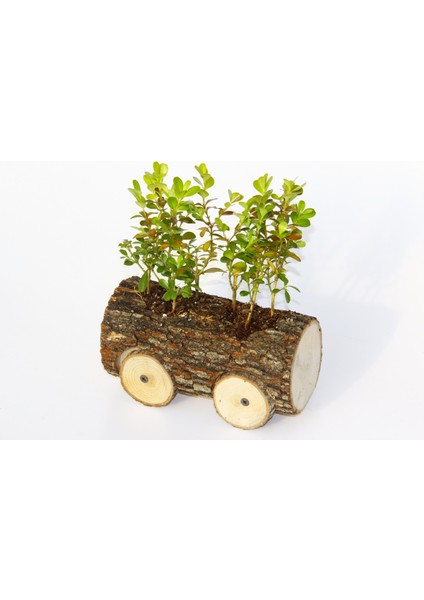 Ofis Bitkisi Buxus - Ahşap Araba Saksıda
