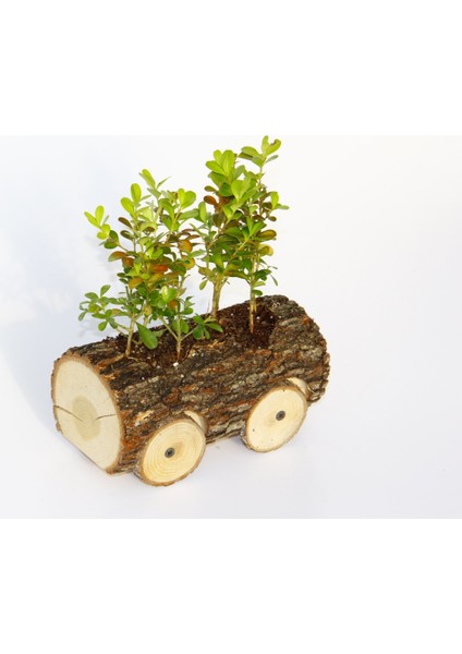 Ofis Bitkisi Buxus - Ahşap Araba Saksıda