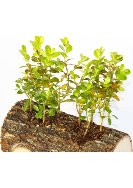 Ofis Bitkisi Buxus - Ahşap Araba Saksıda