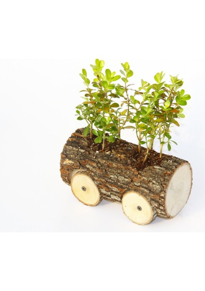 Ofis Bitkisi Buxus - Ahşap Araba Saksıda