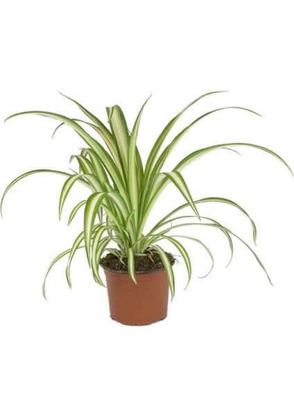 Chlorophytum Kurdele Çiçeği Saksıda 12 cm