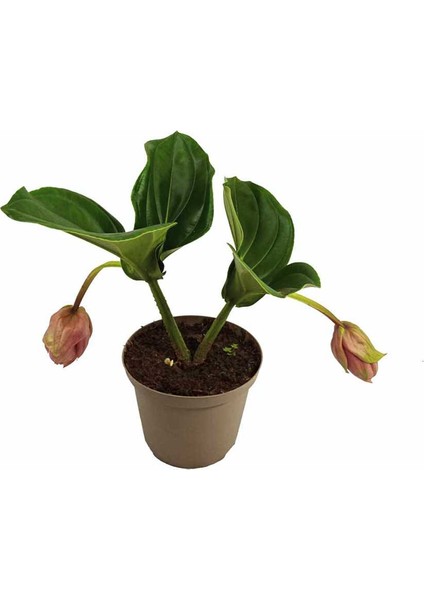 Medinilla Saksıda 17 cm