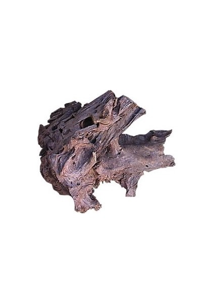 Mango Kökü 35 - 55 cm ( L )