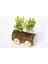Ofis Bitkisi Buxus - Ahşap Araba Saksıda 2