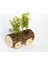 Ofis Bitkisi Buxus - Ahşap Araba Saksıda 3