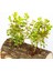 Ofis Bitkisi Buxus - Ahşap Araba Saksıda 4