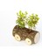 Ofis Bitkisi Buxus - Ahşap Araba Saksıda 5