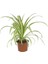 Chlorophytum Kurdele Çiçeği Saksıda 12 cm 1