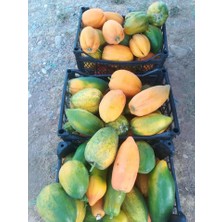 Papaya Meyvesi 10,4 kg