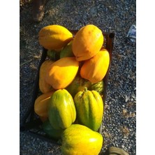 Papaya Meyvesi 10,4 kg