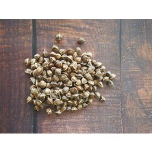 Akdeniz Ithal Moringa Oleifera Tohumu 10 Adet ( Çimlenme Garantilidir )
