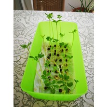Akdeniz Ithal Moringa Oleifera Tohumu 10 Adet ( Çimlenme Garantilidir )