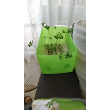 Akdeniz Ithal Moringa Oleifera Tohumu 10 Adet ( Çimlenme Garantilidir )