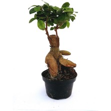 Peyzaj Burada Online Bahçe Market Ficus Mi Ginseng Bonsai 20-25 cm Ev Ofis Salon Bitkisi