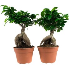 Peyzaj Burada Online Bahçe Market Ficus Mi Ginseng Bonsai 20-25 cm Ev Ofis Salon Bitkisi