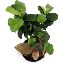 Peyzaj Burada Online Bahçe Market Ficus Mi Ginseng Bonsai 20-25 cm Ev Ofis Salon Bitkisi