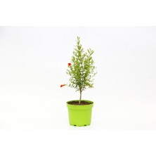 Tunç Botanik BONSAİ PUNİCA SÜS NARI - HEDİYELİK