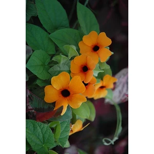 Agrodal Tarım Thunbergia Çiçeği Tohumu