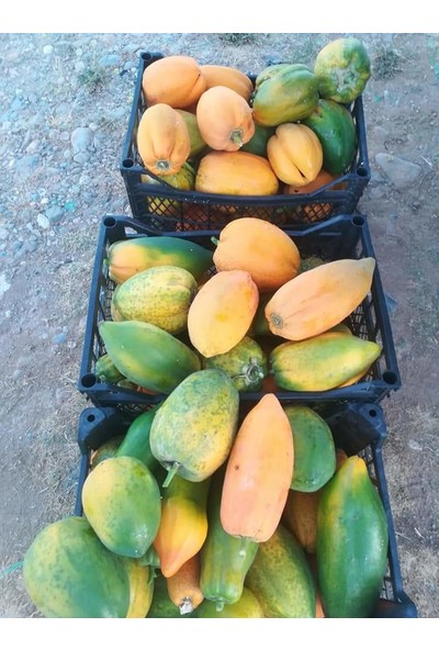 Papaya Meyvesi 10,4 kg