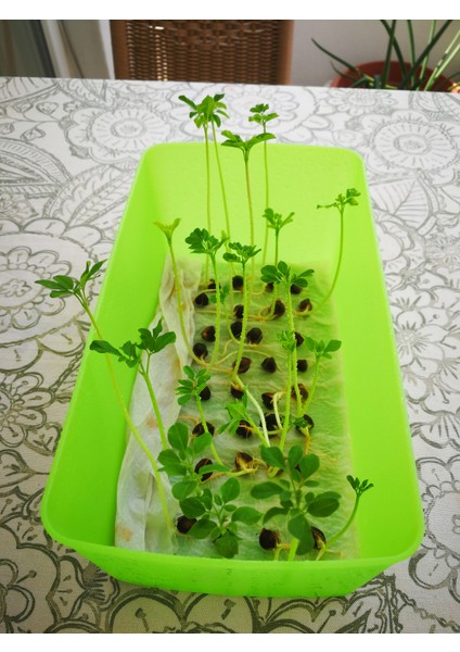 Ithal Moringa Oleifera Tohumu 10 Adet ( Çimlenme Garantilidir ) modelleri