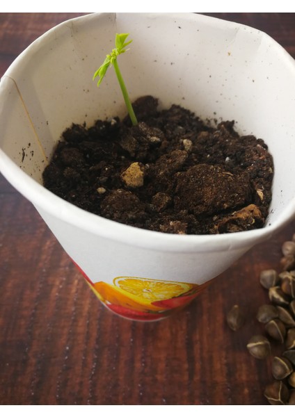 Ithal Moringa Oleifera Tohumu 10 Adet ( Çimlenme Garantilidir ) indirimleri