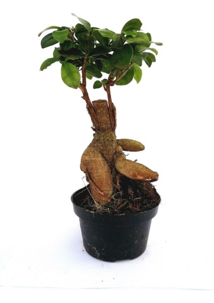 Ficus Mi Ginseng Bonsai 20-25 cm Ev Ofis Salon Bitkisi