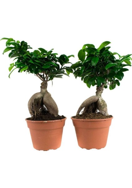 Ficus Mi Ginseng Bonsai 20-25 cm Ev Ofis Salon Bitkisi