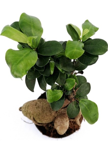 Ficus Mi Ginseng Bonsai 20-25 cm Ev Ofis Salon Bitkisi