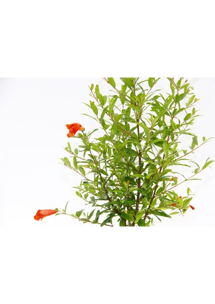 BONSAİ PUNİCA SÜS NARI 3 ADET - HEDİYELİK fiyatları
