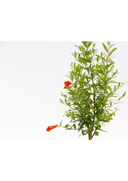BONSAİ PUNİCA SÜS NARI 3 ADET - HEDİYELİK modelleri