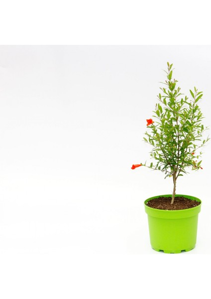 BONSAİ PUNİCA SÜS NARI 3 ADET - HEDİYELİK fırsatları