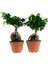 Ficus Mi Ginseng Bonsai 20-25 cm Ev Ofis Salon Bitkisi 2