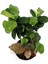 Ficus Mi Ginseng Bonsai 20-25 cm Ev Ofis Salon Bitkisi 3