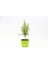 BONSAİ PUNİCA SÜS NARI 3 ADET - HEDİYELİK 1