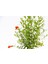 BONSAİ PUNİCA SÜS NARI 3 ADET - HEDİYELİK 2