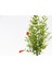 BONSAİ PUNİCA SÜS NARI 3 ADET - HEDİYELİK 3