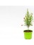 BONSAİ PUNİCA SÜS NARI 3 ADET - HEDİYELİK 4