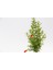 BONSAİ PUNİCA SÜS NARI 3 ADET - HEDİYELİK 5