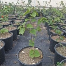 Uzay Bahçesi Begonvil Fidanı Sarmaşık Koyu Pembe Renk 20-60 cm