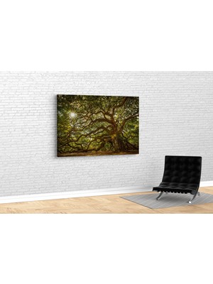 Tablo 360 Melek Meşesi Kanvas Tablo