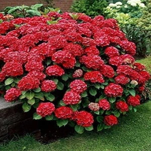 NET TARIM Saksılı/tüplü Kırmızı Ortanca Çiçeği Fidanı 40-60 cm